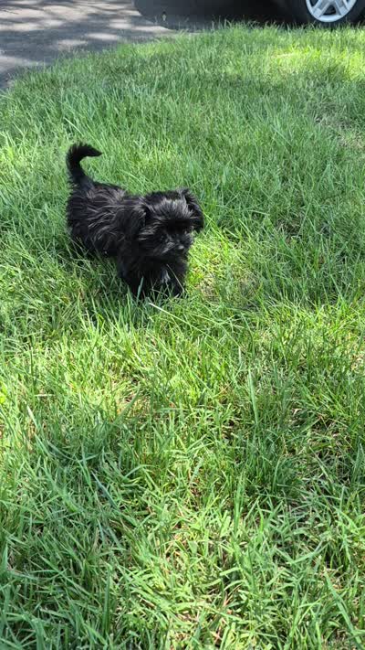 Midnight, a female Shorkie for sale in Glen Allen, VA – 5 of 6