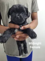 Midnight, a female Shorkie for sale in Glen Allen, VA – 1 of 1