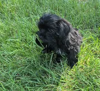 Midnight, a female Shorkie for sale in Glen Allen, VA – 1 of 6