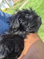 Midnight, a female Shorkie for sale in Glen Allen, VA – 3 of 6