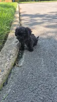 Midnight, a female Shorkie for sale in Glen Allen, VA – 4 of 6