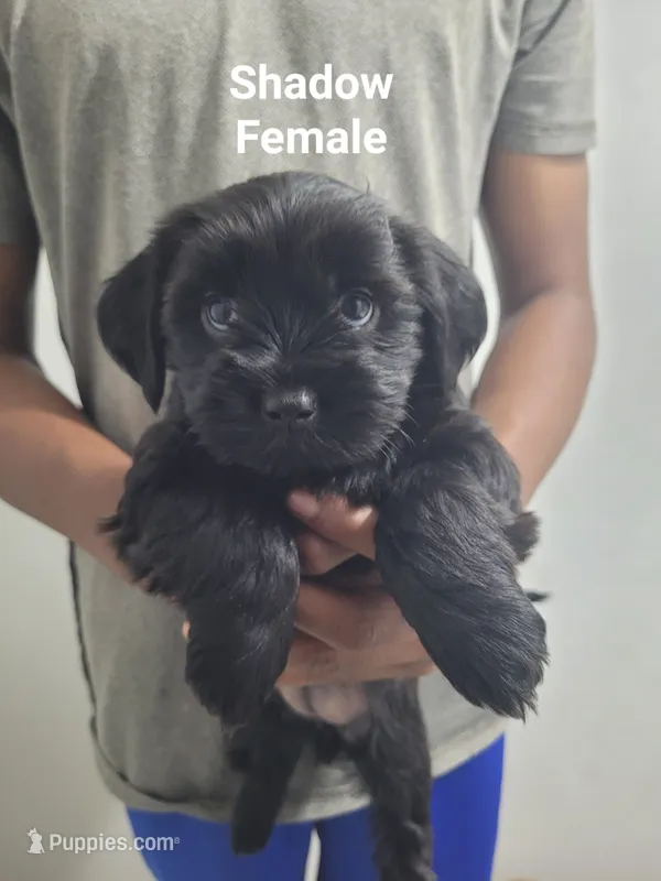 Shadow – Shorkie puppy for sale in Glen Allen, VA