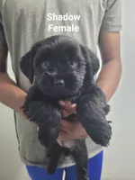 Shadow, a female Shorkie for sale in Glen Allen, VA – 1 of 1