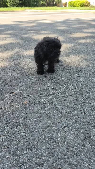 Midnight, a female Shorkie for sale in Glen Allen, VA – 6 of 6