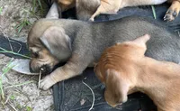 AKC - Lucas, a male Miniature Dachshund for sale in Tallahassee, FL – 5 of 8