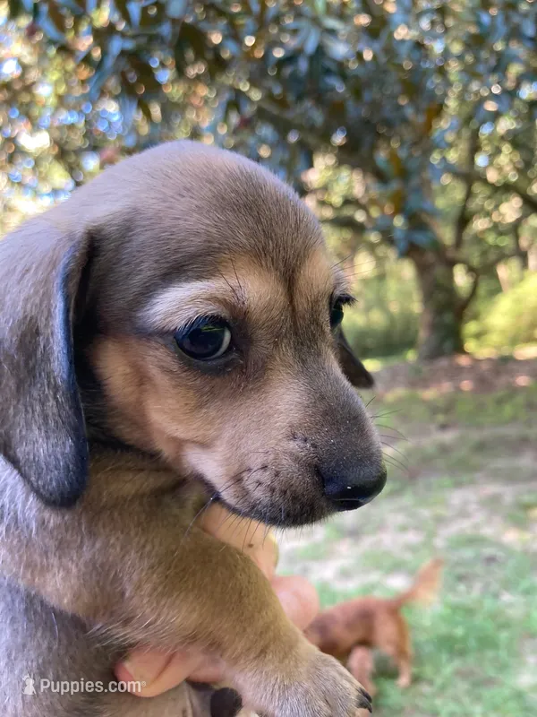 AKC - Lucas – Dachshund puppy for sale in Tallahassee, FL