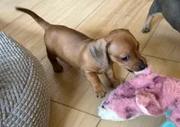 AKC - Dustin, a male Dachshund for sale in Tallahassee, FL – 6 of 8