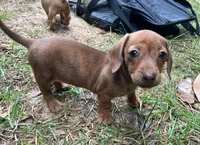 AKC - Nancy, a female Dachshund for sale in Tallahassee, FL – 4 of 7
