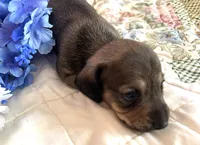 AKC - Lucas, a male Dachshund for sale in Tallahassee, FL – 4 of 8