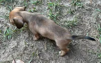 AKC - El, a female Dachshund for sale in Tallahassee, FL – 6 of 7