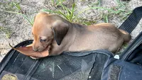 AKC - El, a female Miniature Dachshund for sale in Tallahassee, FL – 6 of 7
