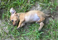 AKC - El, a female Miniature Dachshund for sale in Tallahassee, FL – 5 of 7