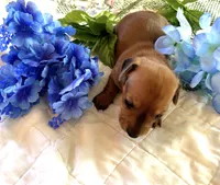 AKC - Dustin, a male Miniature Dachshund for sale in Tallahassee, FL – 5 of 8