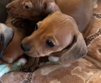 AKC - Dustin, a male Dachshund for sale in Tallahassee, FL – 7 of 8