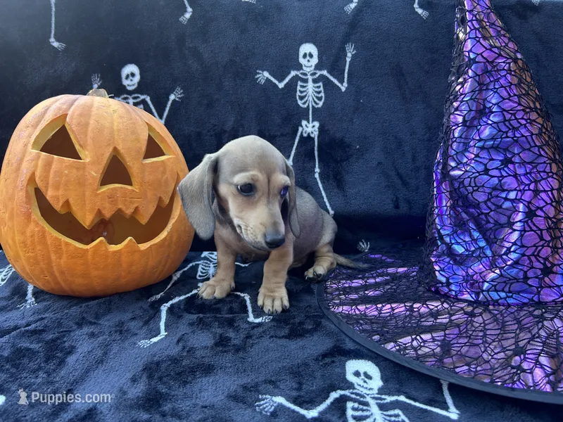 AKC - Lucas – Miniature Dachshund puppy for sale in Tallahassee, FL