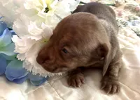 AKC - Mike, a male Dachshund for sale in Tallahassee, FL – 4 of 9