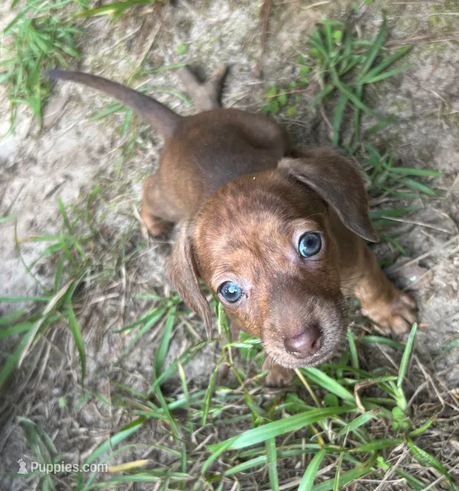 AKC - Nancy – Dachshund puppy for sale in Tallahassee, FL