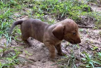 AKC - Nancy, a female Dachshund for sale in Tallahassee, FL – 7 of 7