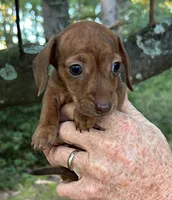 AKC - Nancy, a female Miniature Dachshund for sale in Tallahassee, FL – 2 of 7