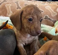 AKC - Mike, a male Dachshund for sale in Tallahassee, FL – 5 of 9