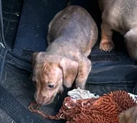 AKC - Mike, a male Miniature Dachshund for sale in Tallahassee, FL – 8 of 9