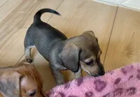 AKC - Lucas, a male Dachshund for sale in Tallahassee, FL – 5 of 8