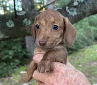 AKC - Mike, a male Miniature Dachshund for sale in Tallahassee, FL – 2 of 9