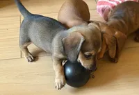 AKC - Lucas, a male Miniature Dachshund for sale in Tallahassee, FL – 8 of 8