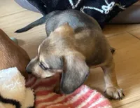 AKC - Lucas, a male Dachshund for sale in Tallahassee, FL – 6 of 8
