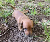 AKC - Dustin, a male Miniature Dachshund for sale in Tallahassee, FL – 8 of 8