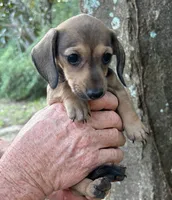 AKC - Lucas, a male Miniature Dachshund for sale in Tallahassee, FL – 3 of 8