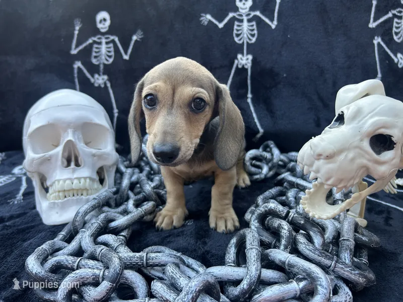 AKC - Lucas – Dachshund puppy for sale in Tallahassee, FL