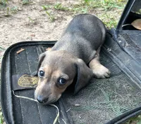 AKC - Lucas, a male Miniature Dachshund for sale in Tallahassee, FL – 2 of 8