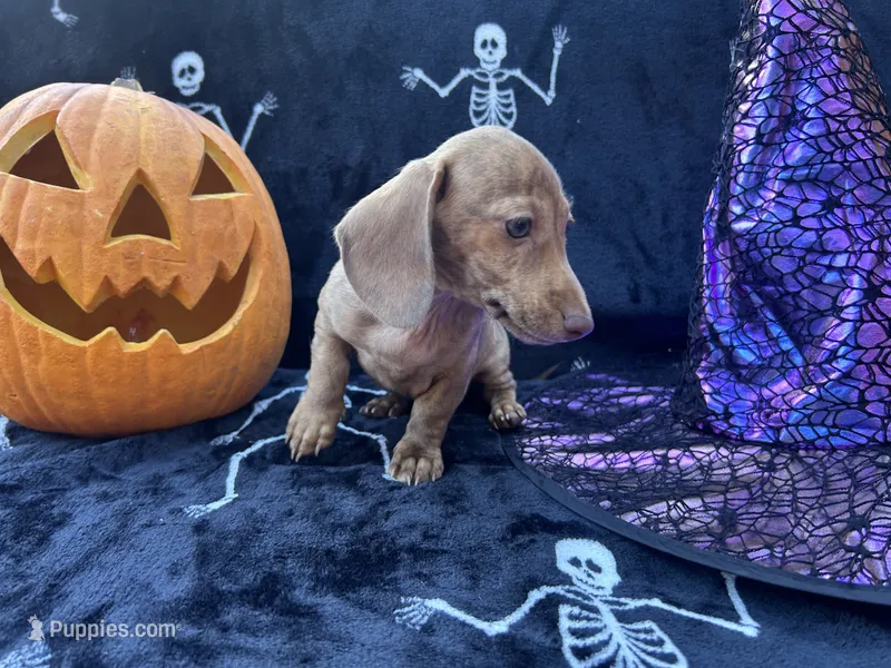 AKC - Mike – Dachshund puppy for sale in Tallahassee, FL
