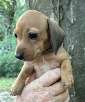 AKC - El, a female Miniature Dachshund for sale in Tallahassee, FL – 1 of 7