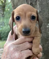 AKC - El, a female Miniature Dachshund for sale in Tallahassee, FL – 2 of 7