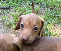 AKC - Mike, a male Dachshund for sale in Tallahassee, FL – 6 of 9