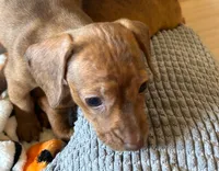AKC - Mike, a male Miniature Dachshund for sale in Tallahassee, FL – 5 of 9
