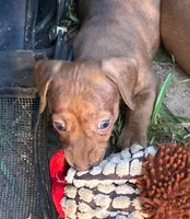 AKC - Nancy, a female Miniature Dachshund for sale in Tallahassee, FL – 4 of 7