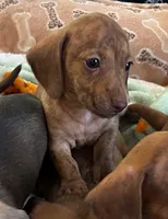 AKC - Nancy, a female Dachshund for sale in Tallahassee, FL – 5 of 7