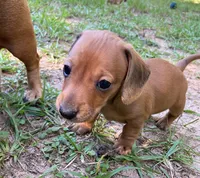 AKC - Dustin, a male Miniature Dachshund for sale in Tallahassee, FL – 2 of 8