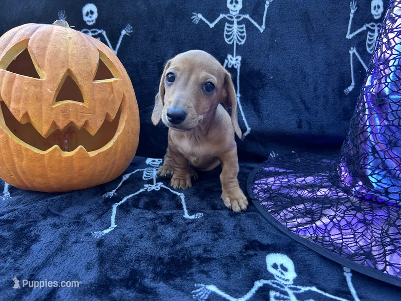AKC - Dustin – Miniature Dachshund puppy for sale in Tallahassee, FL