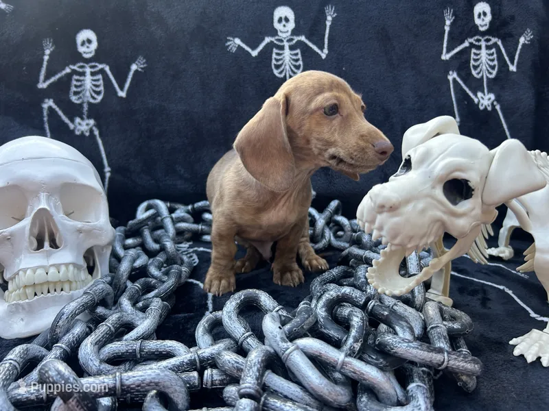 AKC - Mike – Miniature Dachshund puppy for sale in Tallahassee, FL