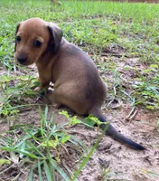 AKC - El, a female Miniature Dachshund for sale in Tallahassee, FL – 4 of 7