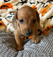 AKC - Dustin, a male Miniature Dachshund for sale in Tallahassee, FL – 4 of 8