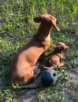 AKC - Dustin, a male Miniature Dachshund for sale in Tallahassee, FL – 7 of 8