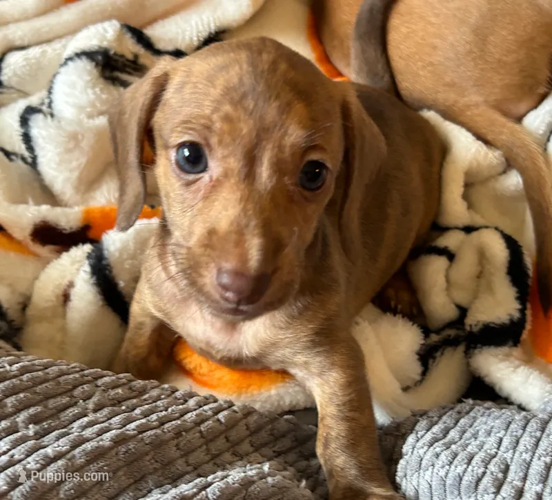 AKC - Mike – Miniature Dachshund puppy for sale in Tallahassee, FL