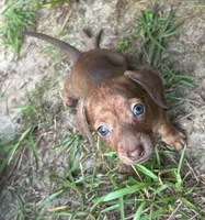 AKC - Nancy, a female Miniature Dachshund for sale in Tallahassee, FL – 1 of 7