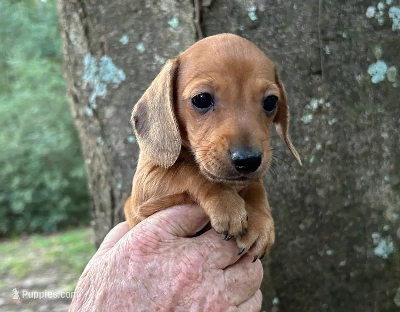 AKC - Dustin – Dachshund puppy for sale in Tallahassee, FL