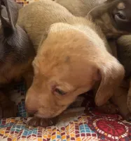 Chicharron, a male Miniature Dachshund for sale in Tallahassee, FL – Photo 5 of 10
